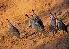 safari gallery image